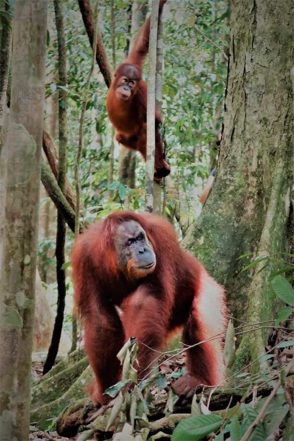 Bukit Lawang Hotel Екстериор снимка
